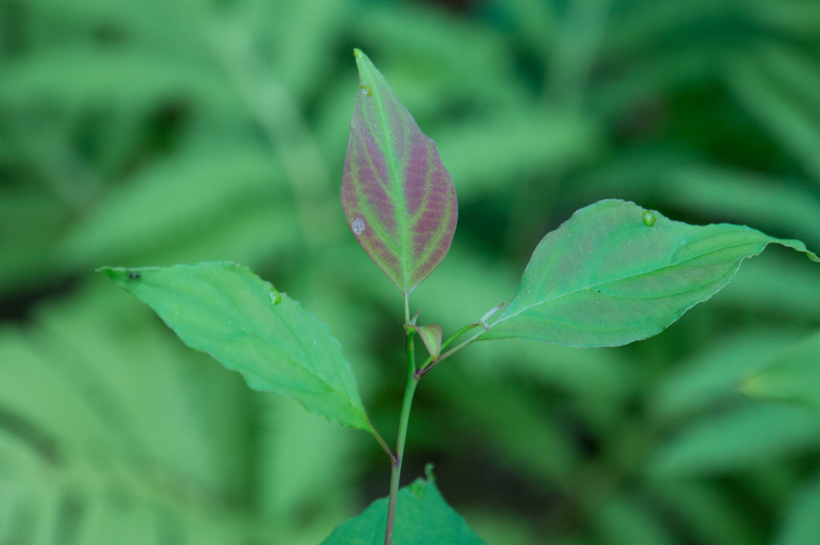 Pagoda dogwood with horizontal branching