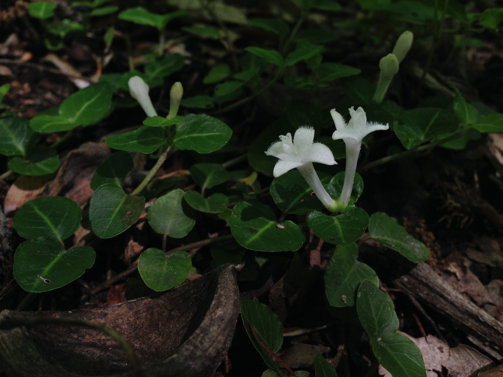 Partridgeberry with paired flowers