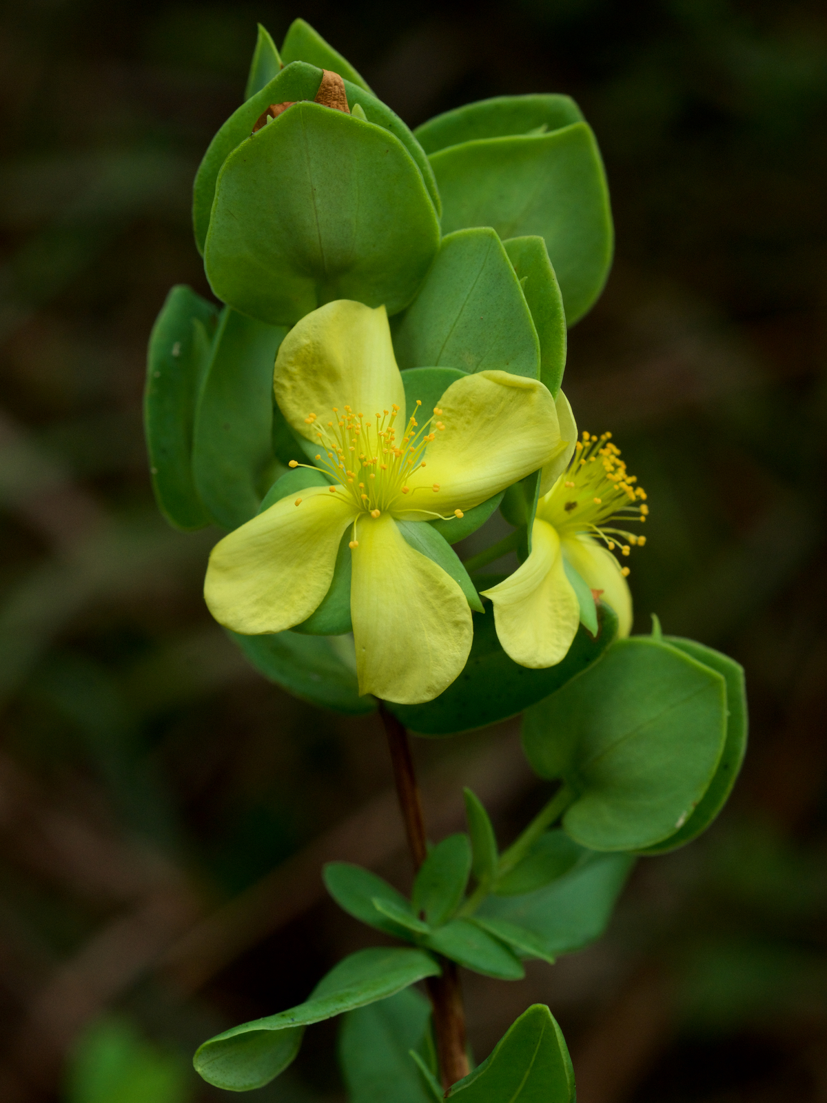 Peter's-wort flowers
