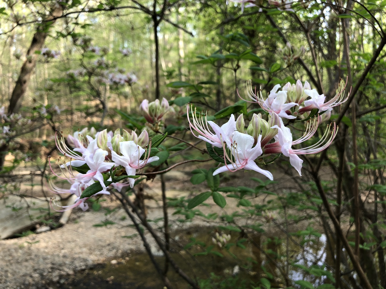 Pinxter azalea blossoms along a stream