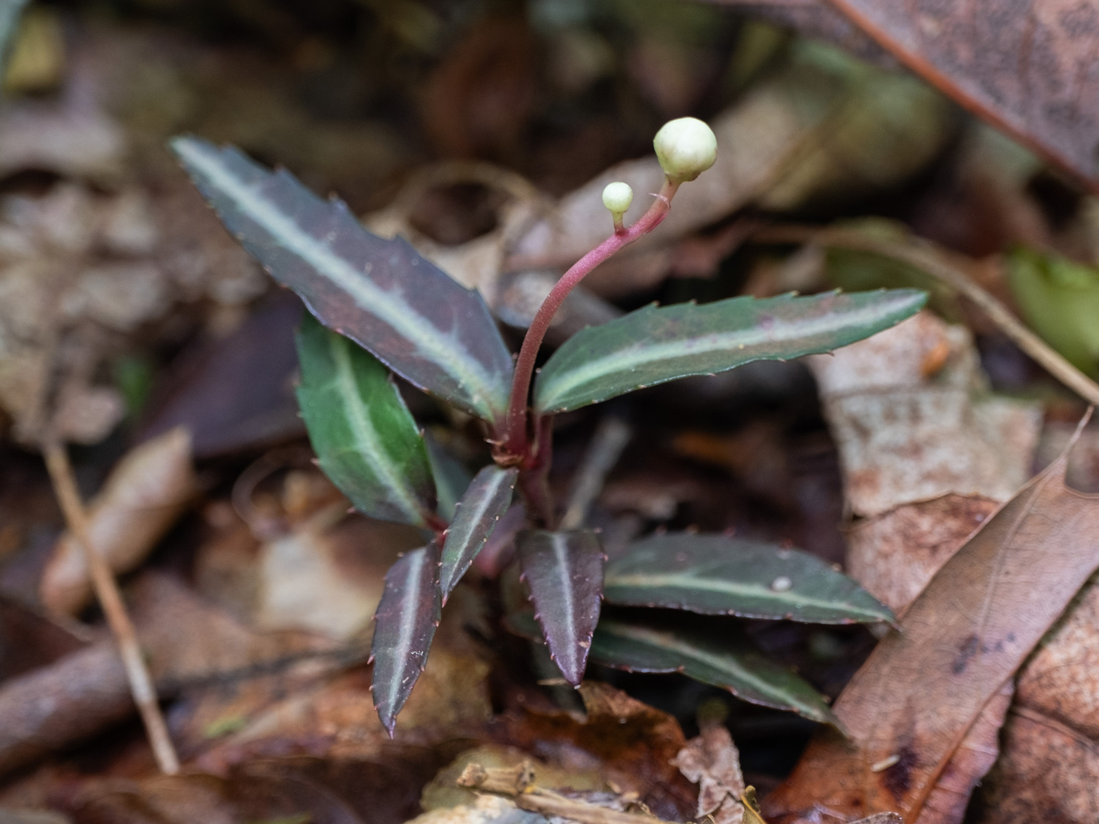 Striped wintergreen rosette with budding flower