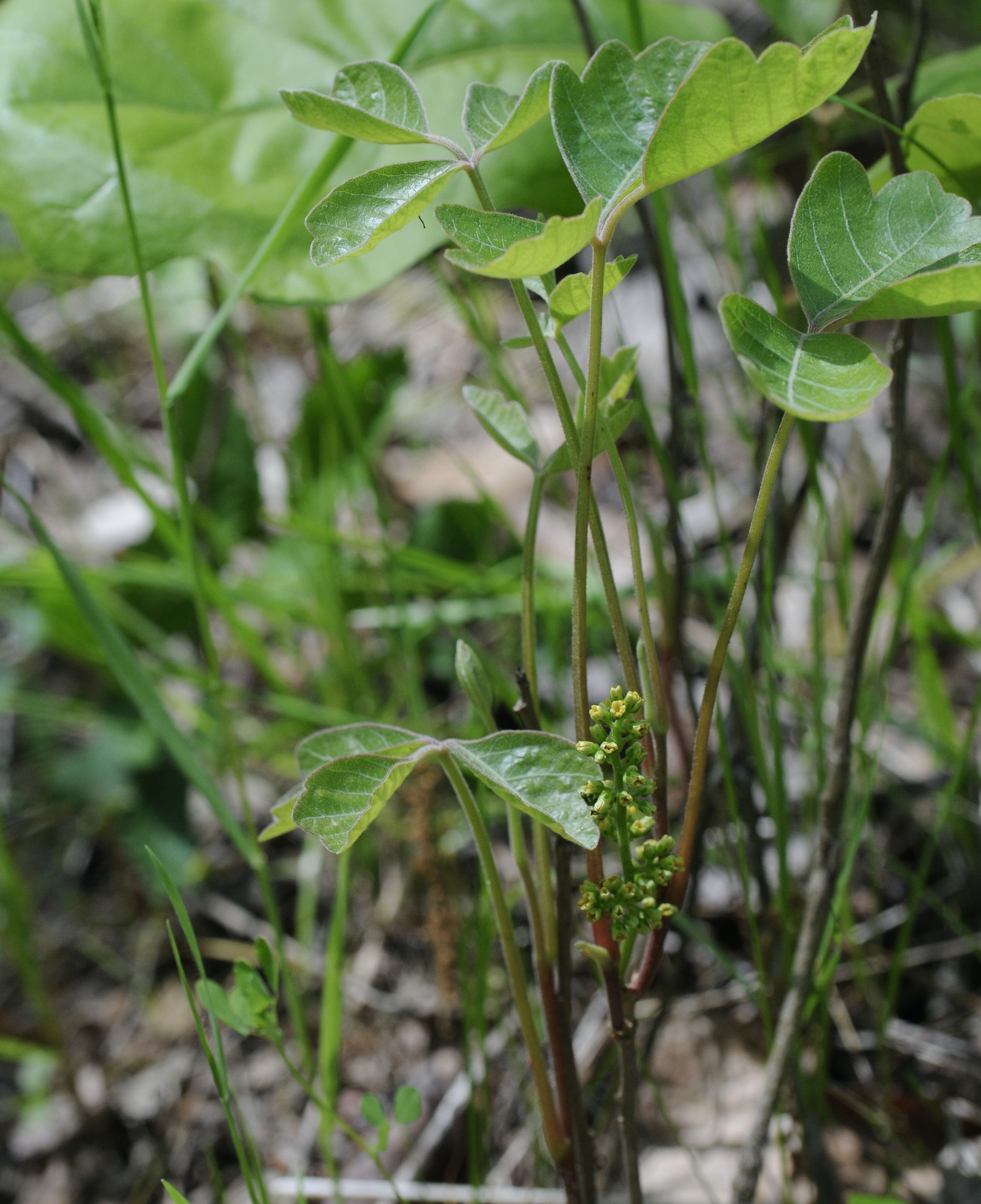 Poison oak in spring