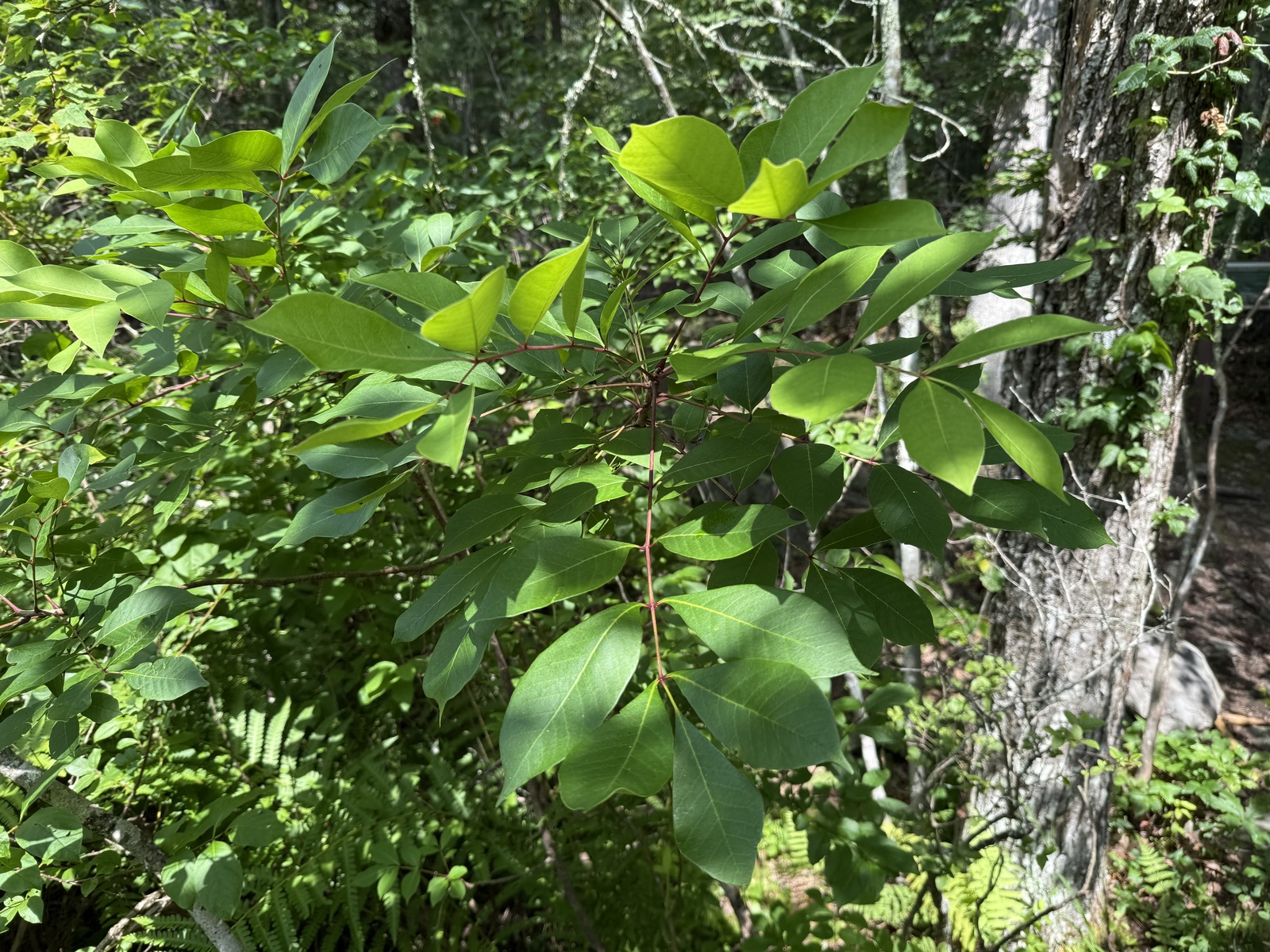 Poison sumac leaves in a wetland