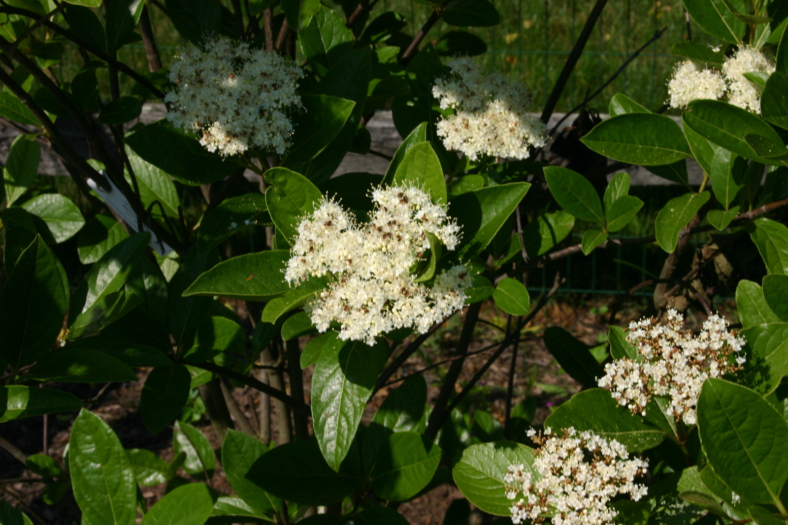 Possumhaw viburnum flowers