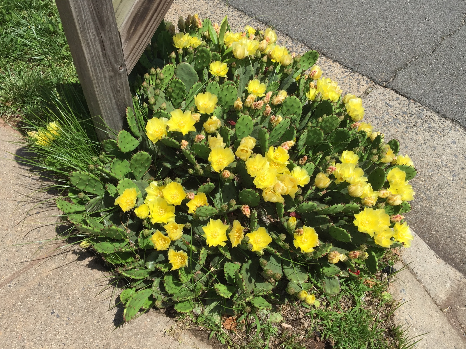 Prickly pear cactus blooming