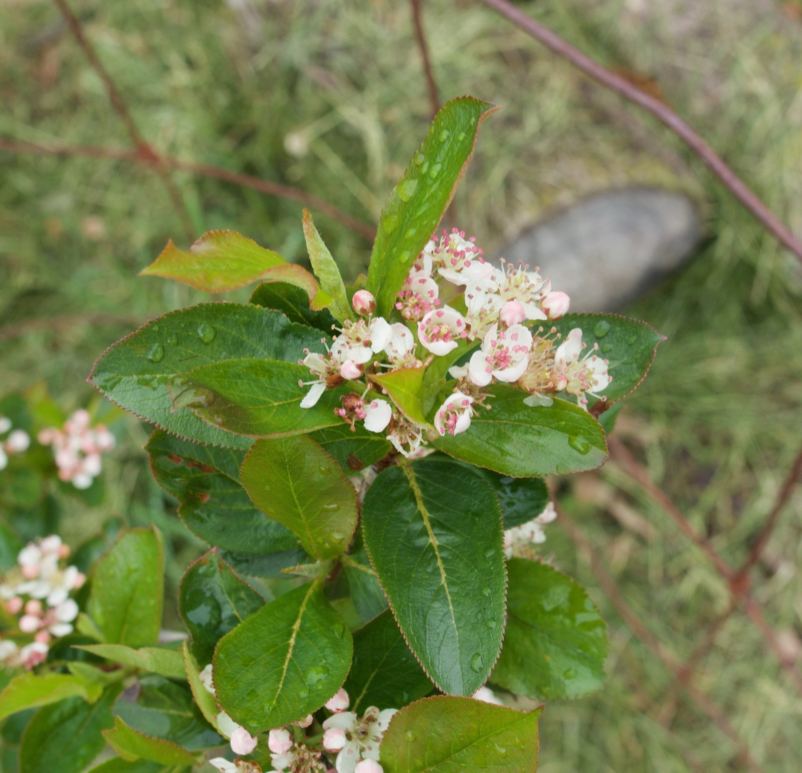 Purple chokeberry cultivar in bloom
