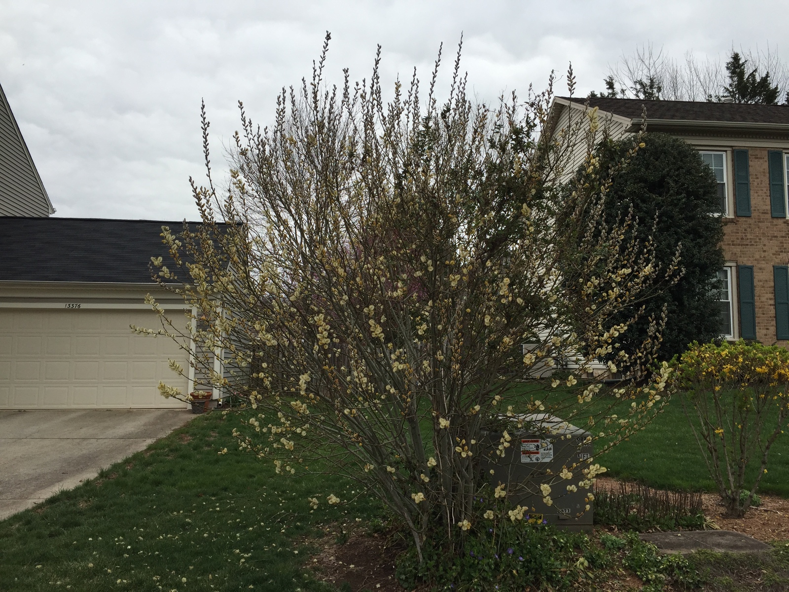 Pussy willow catkins in early spring