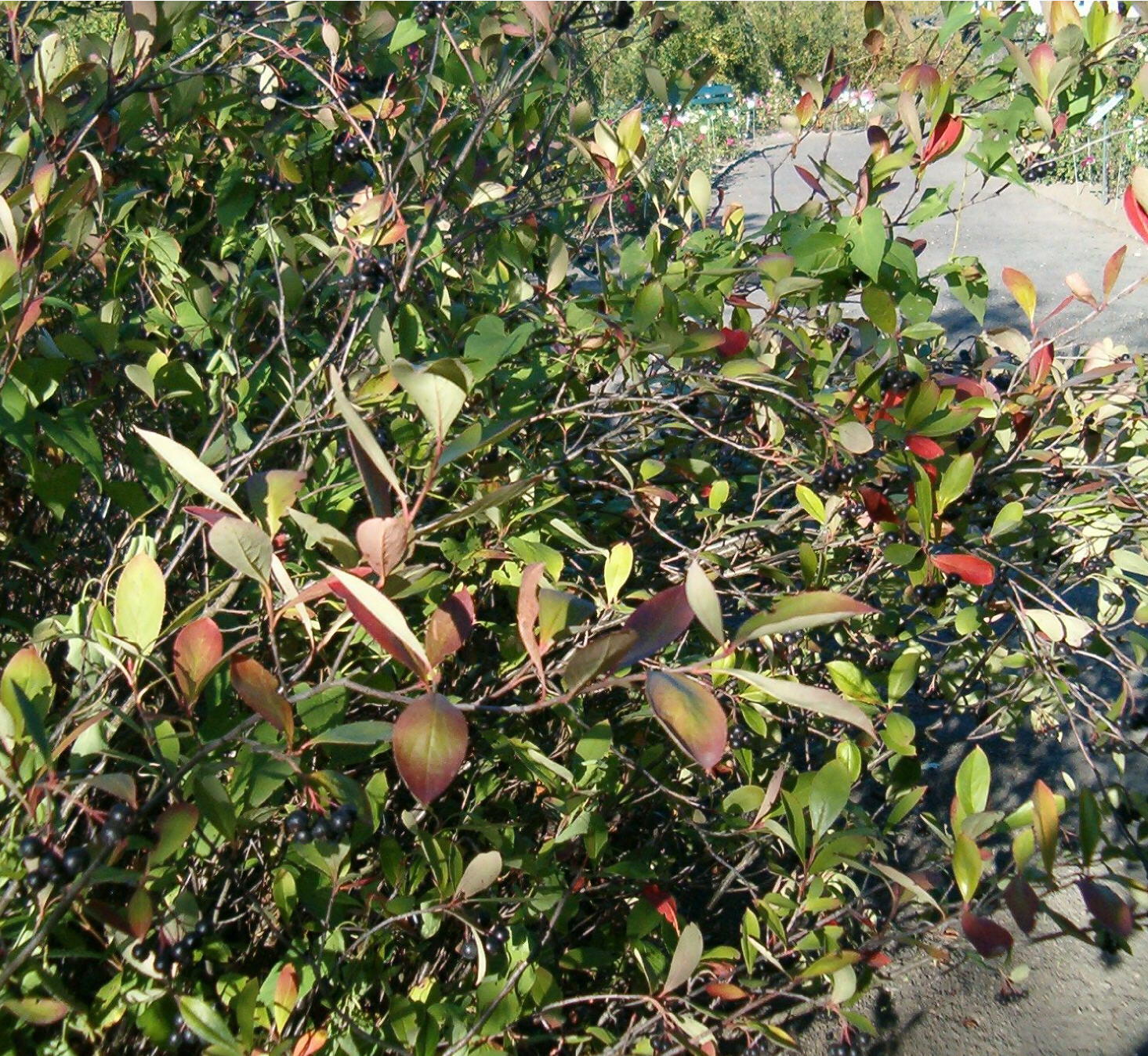Red chokeberry with leaves and fruit