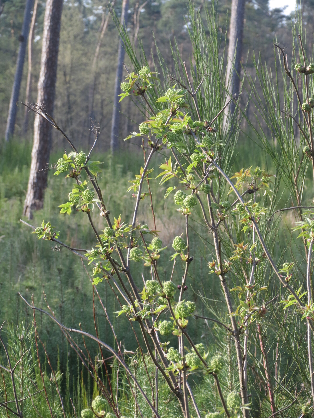 Red elderberry in spring