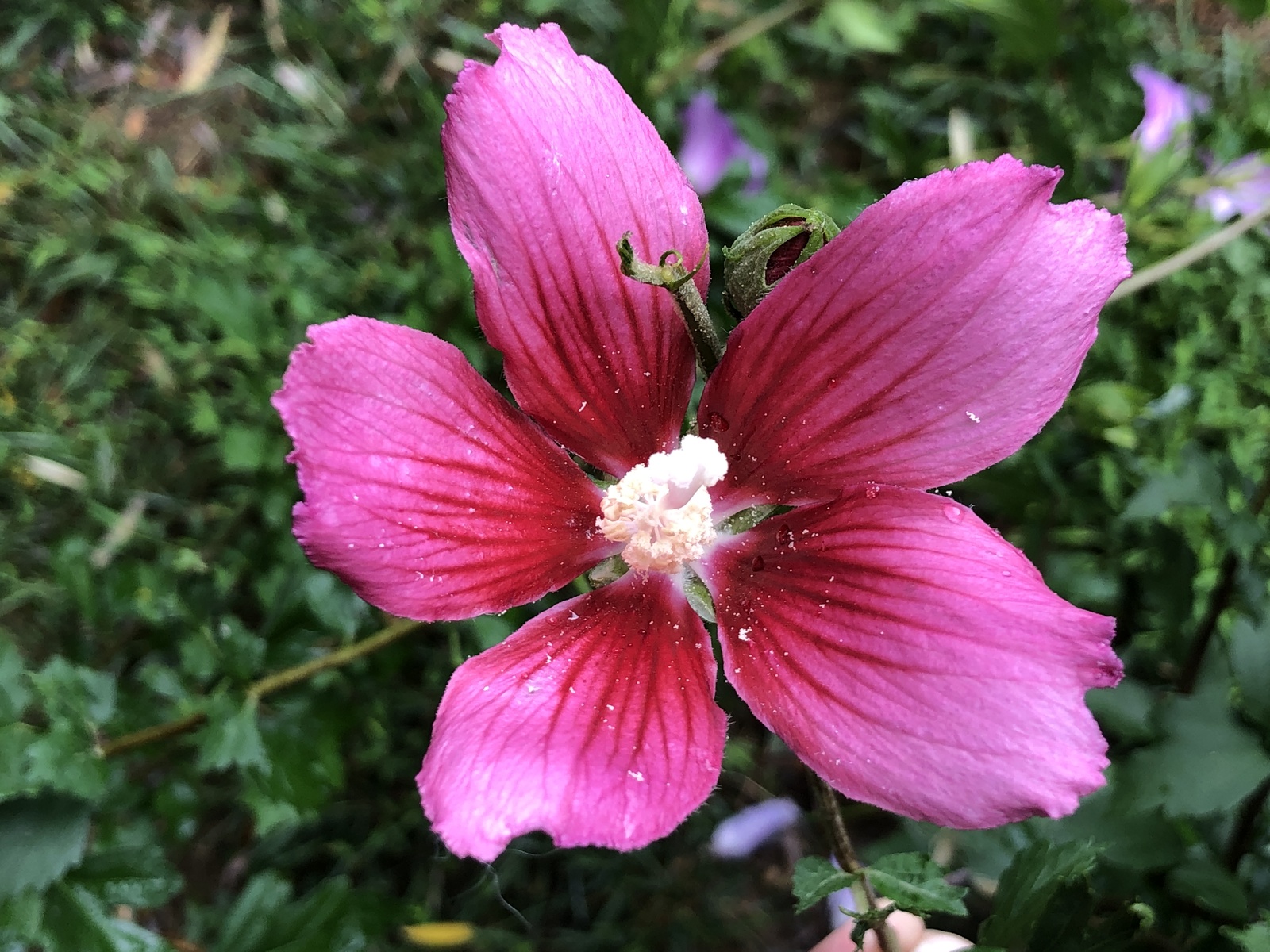 Rose-of-Sharon flower