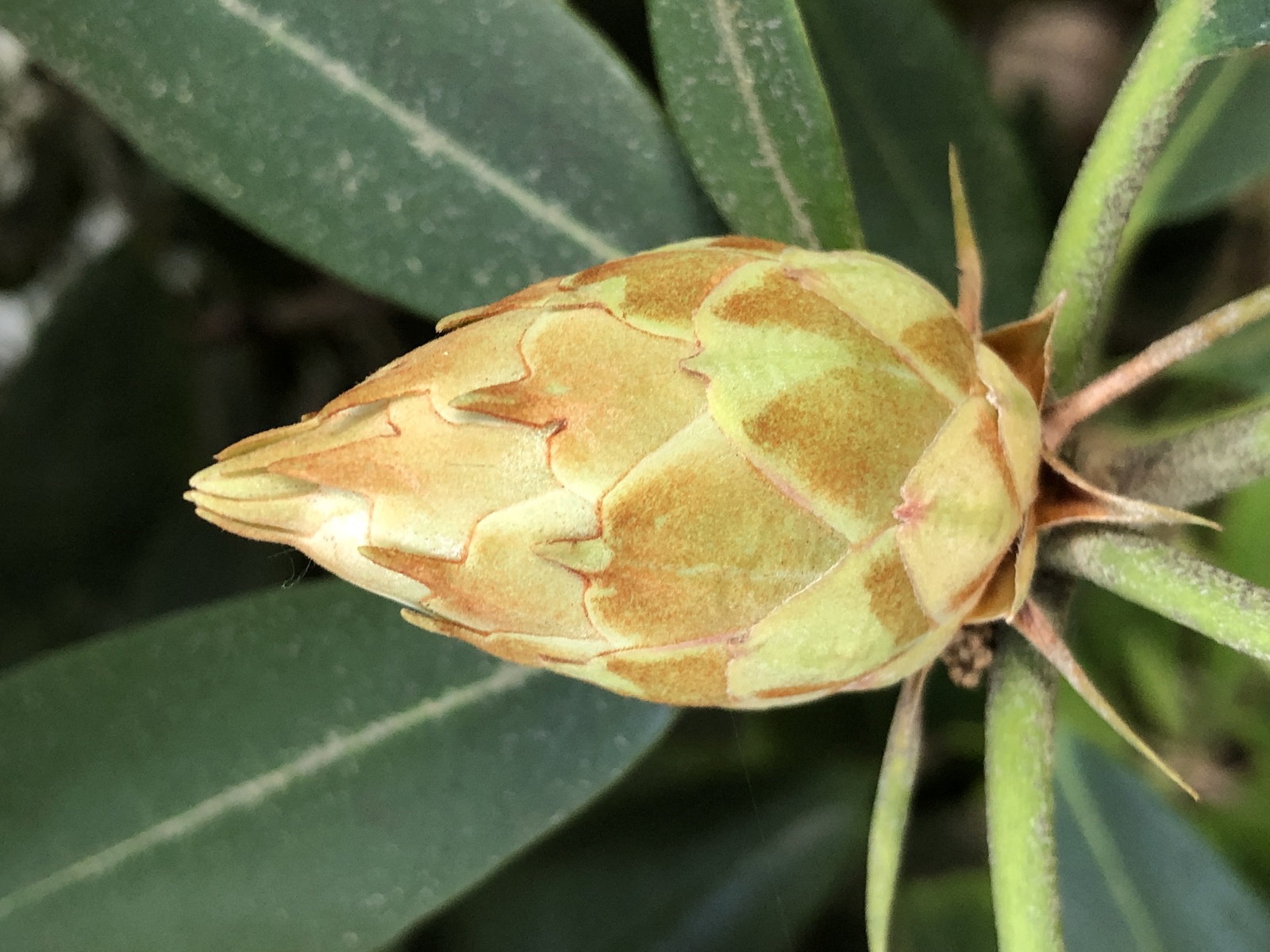 Rosebay rhododendron flower buds opening in early summer