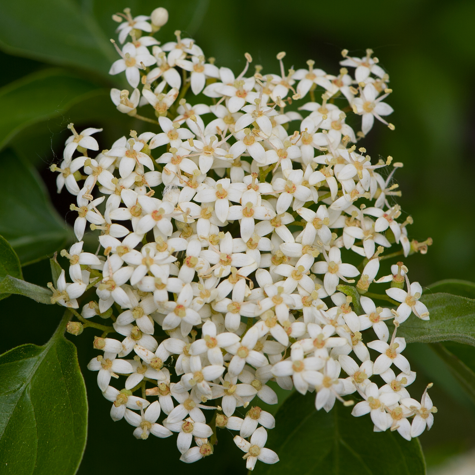 Rough-leaf dogwood in flower