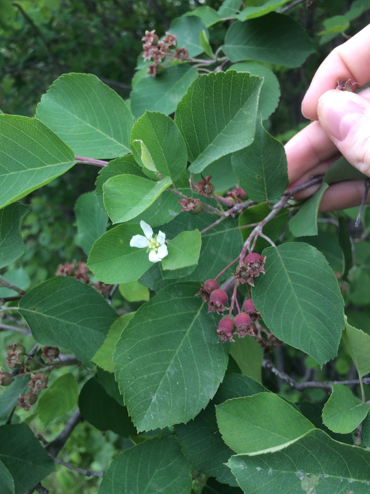 Roundleaf serviceberry in flower