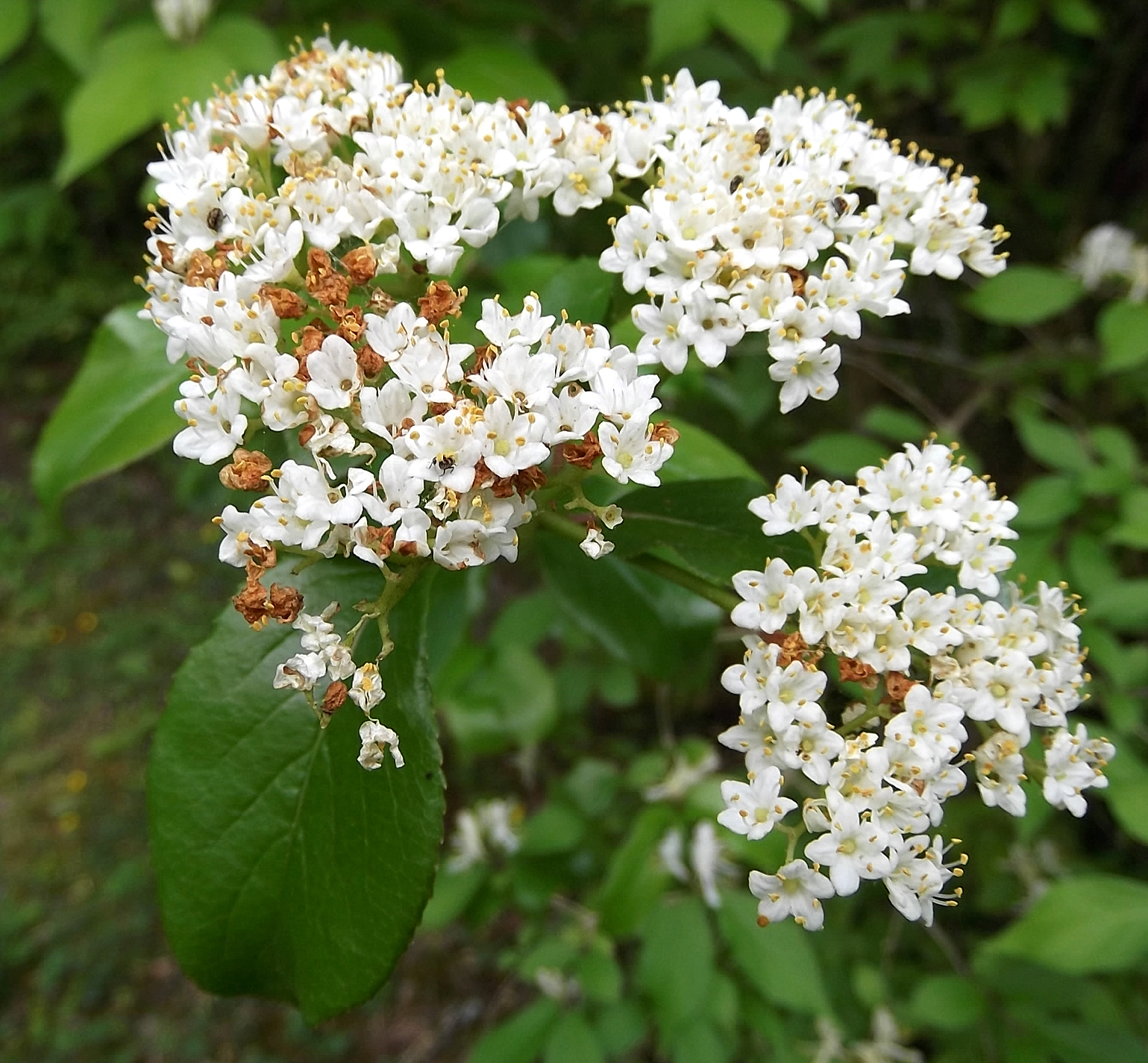 Rusty blackhaw in spring bloom
