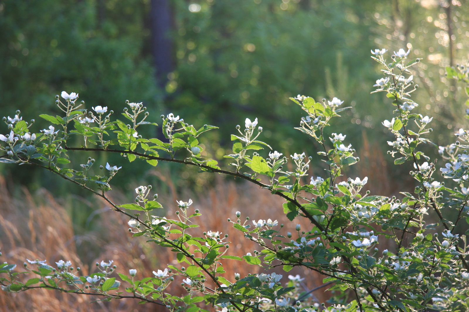 Sawtooth blackberry in flower
