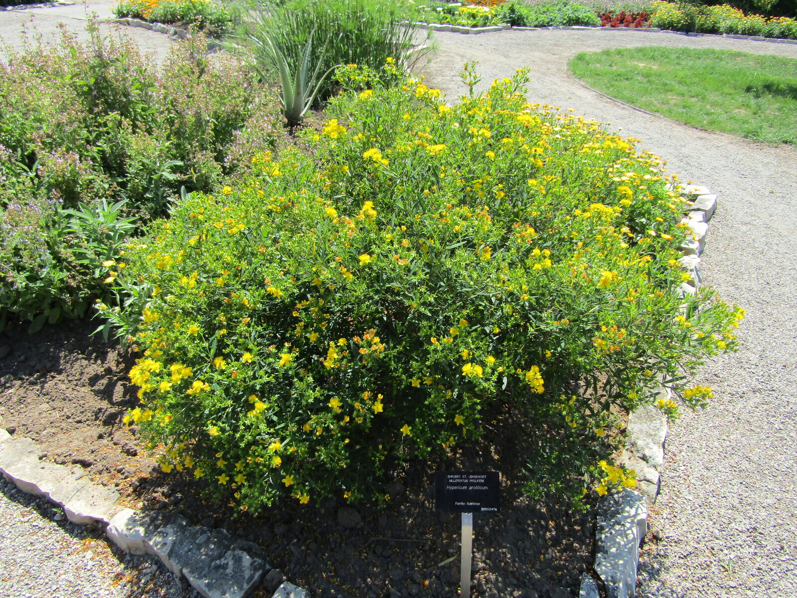 Shrubby St. Johnswort flower