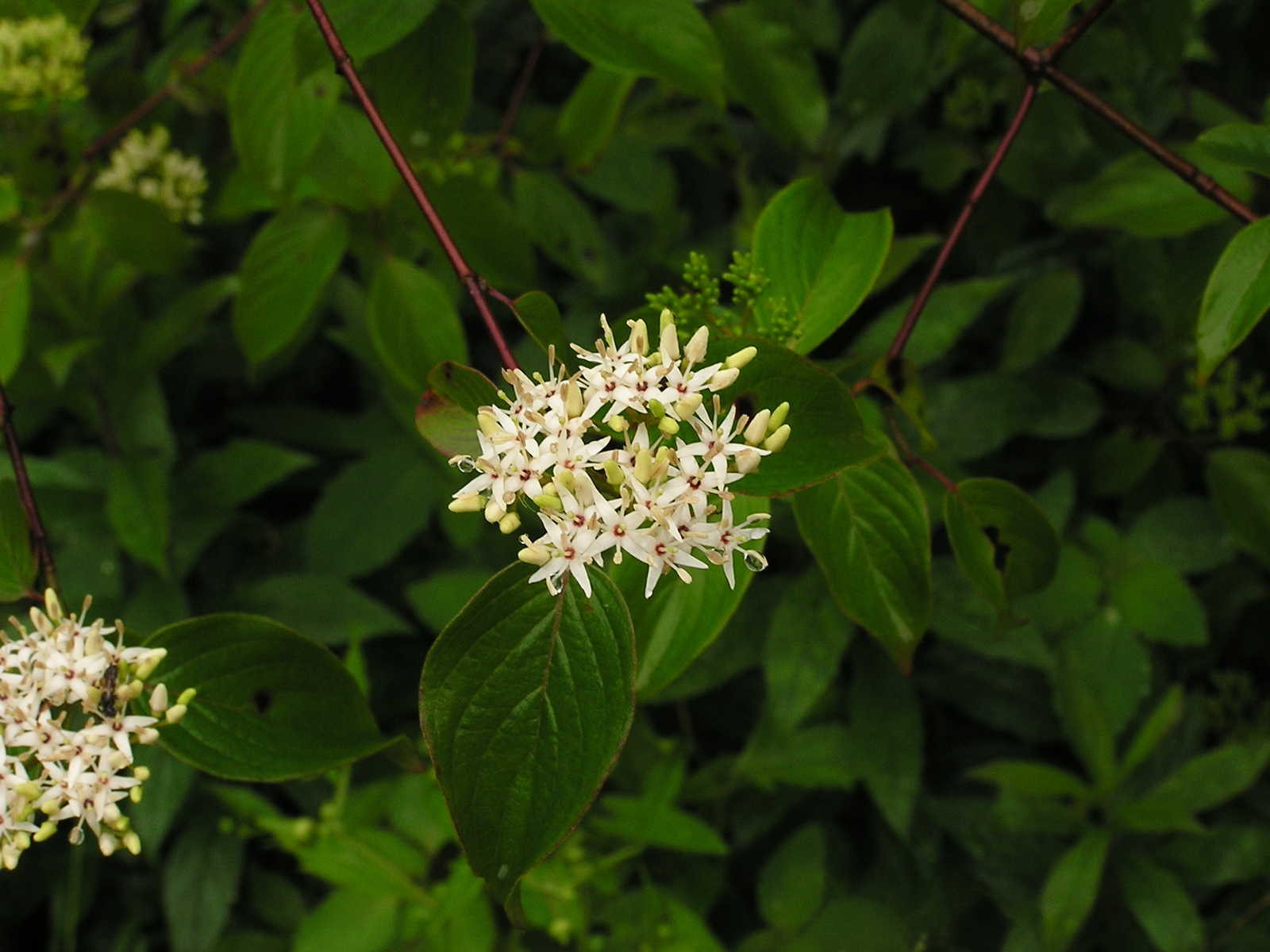 Silky dogwood flower cluster