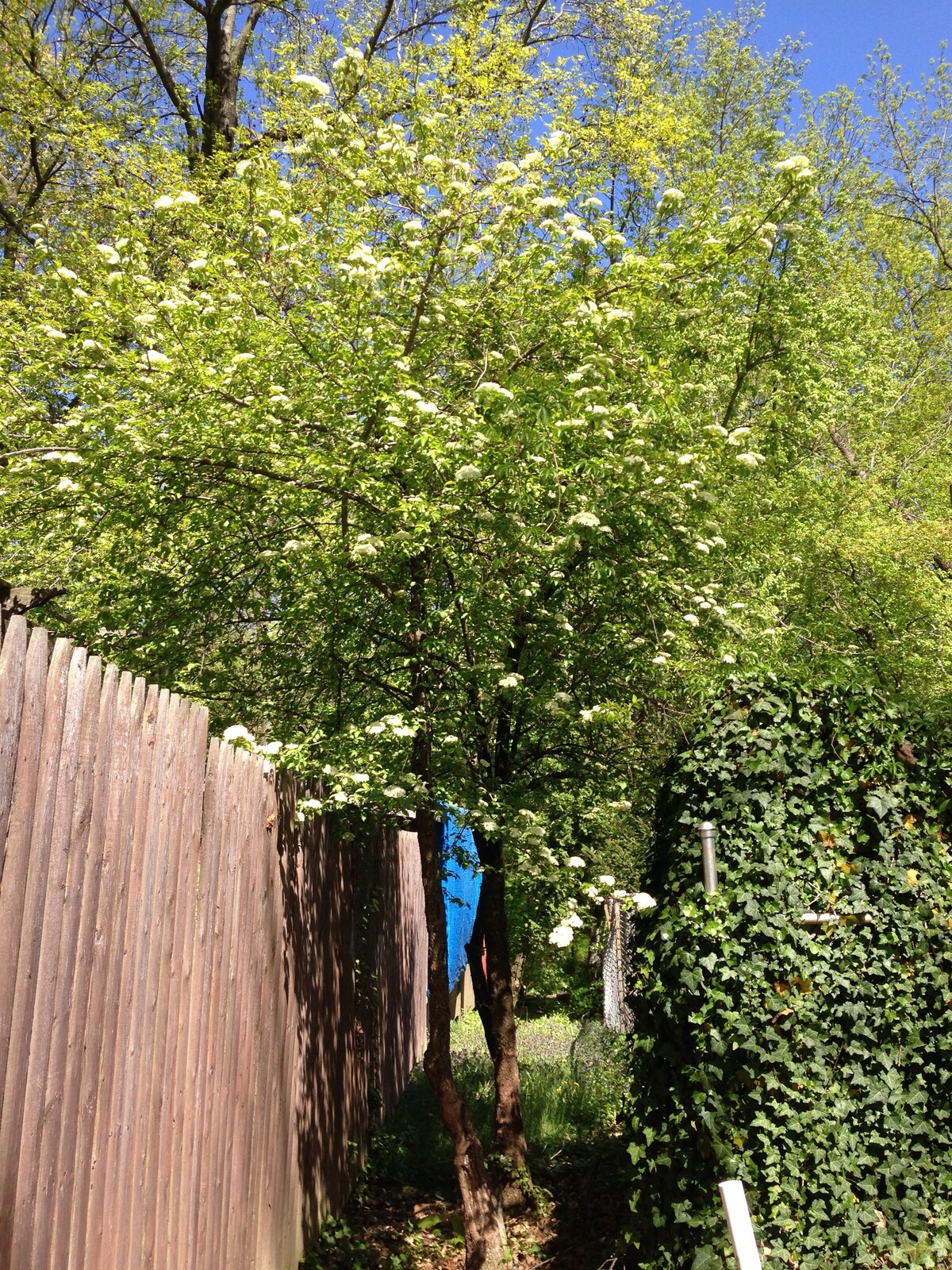 Smooth blackhaw in flower
