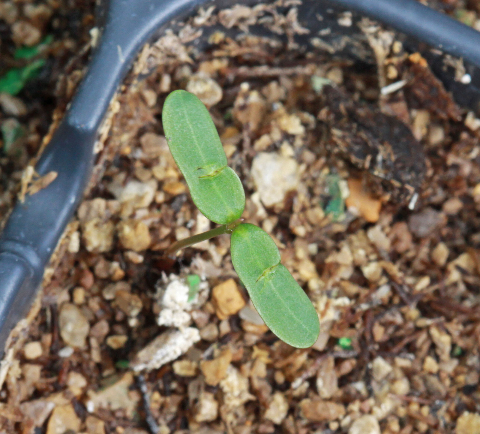 Smooth sumac leaves and fruit