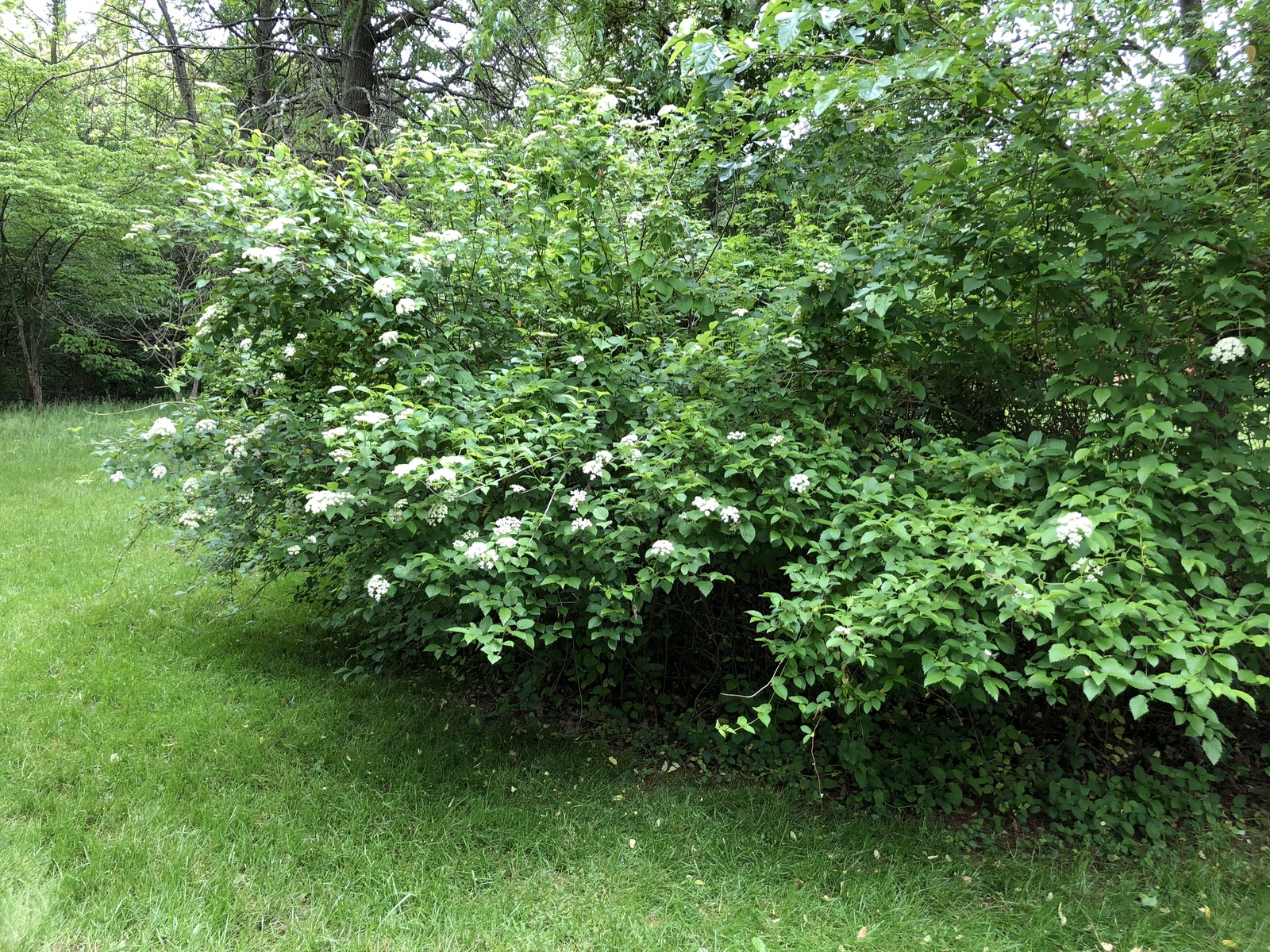Southern arrowwood blooming along a path