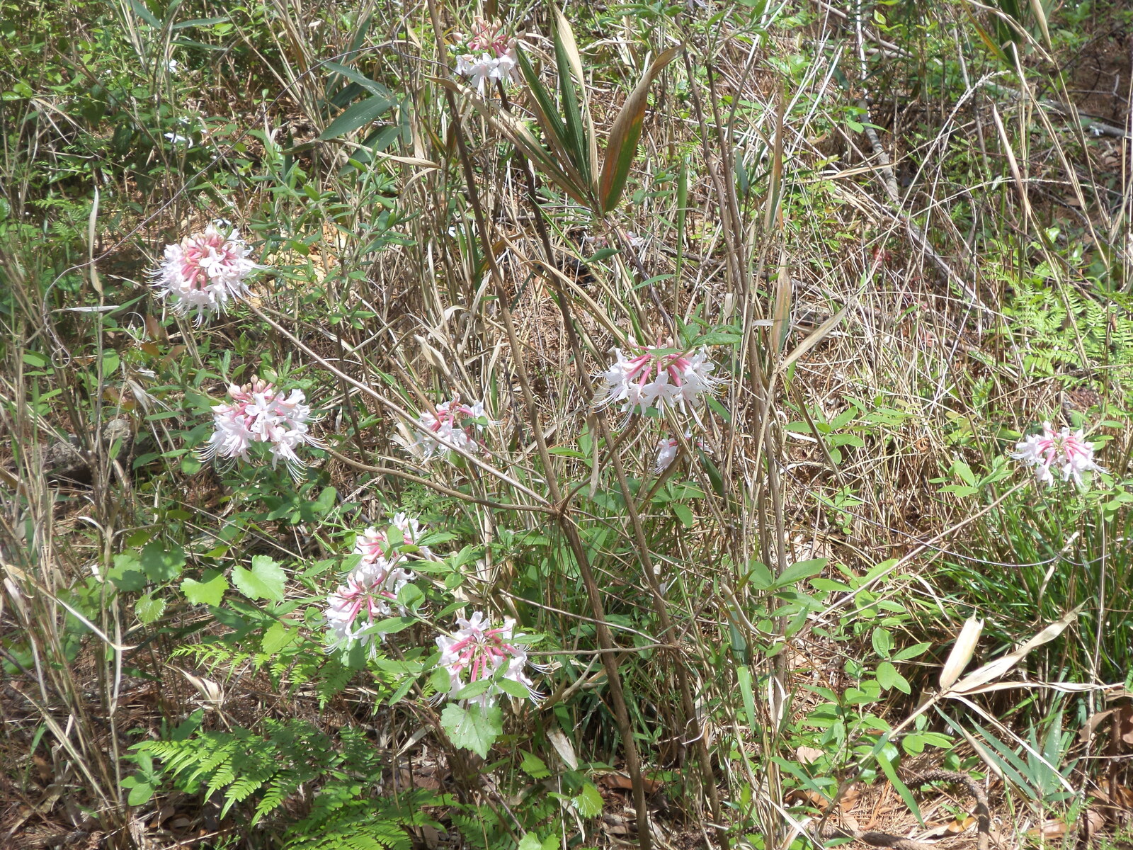 Southern pinxter azalea in flower