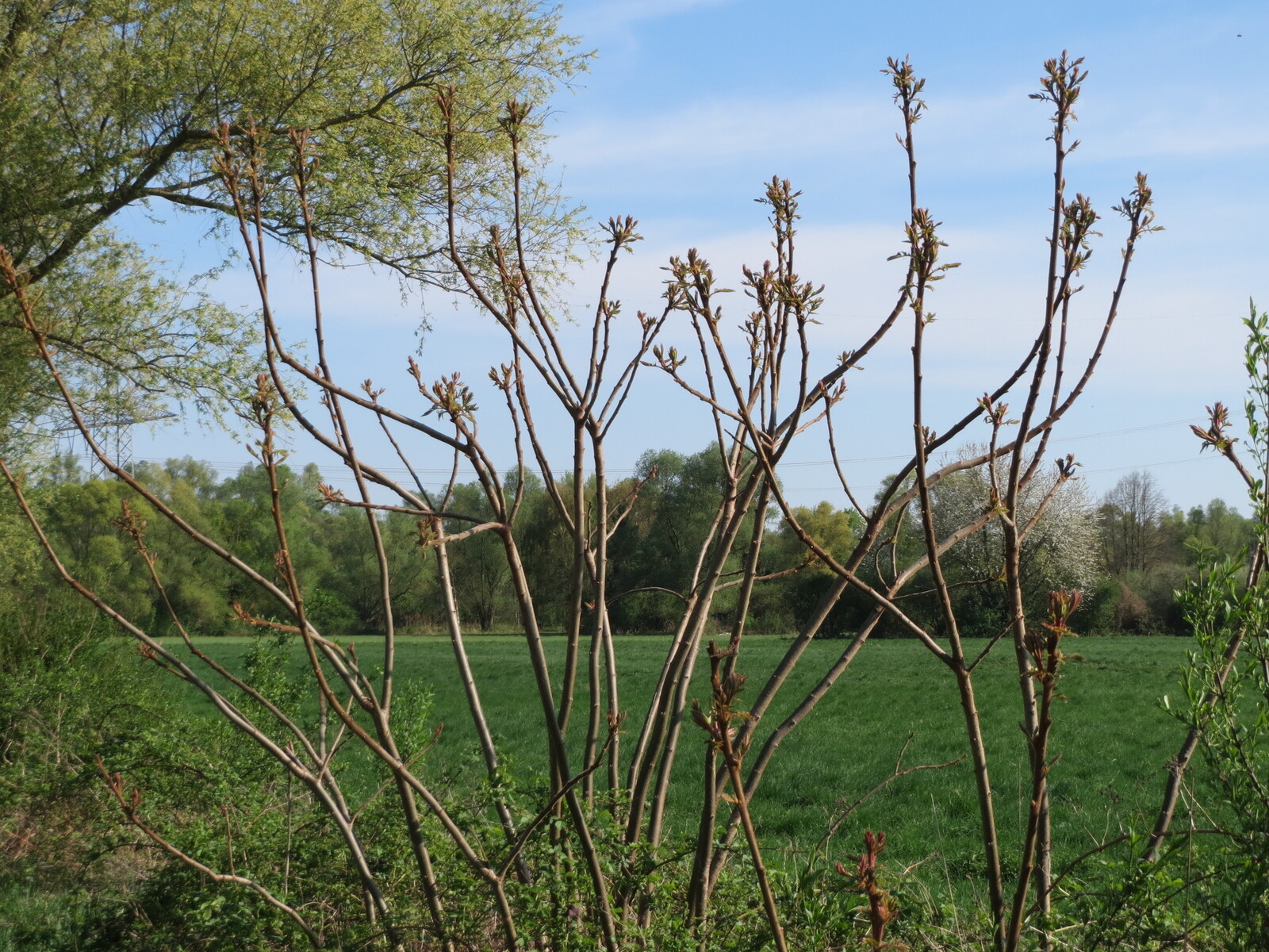 Staghorn sumac shrub