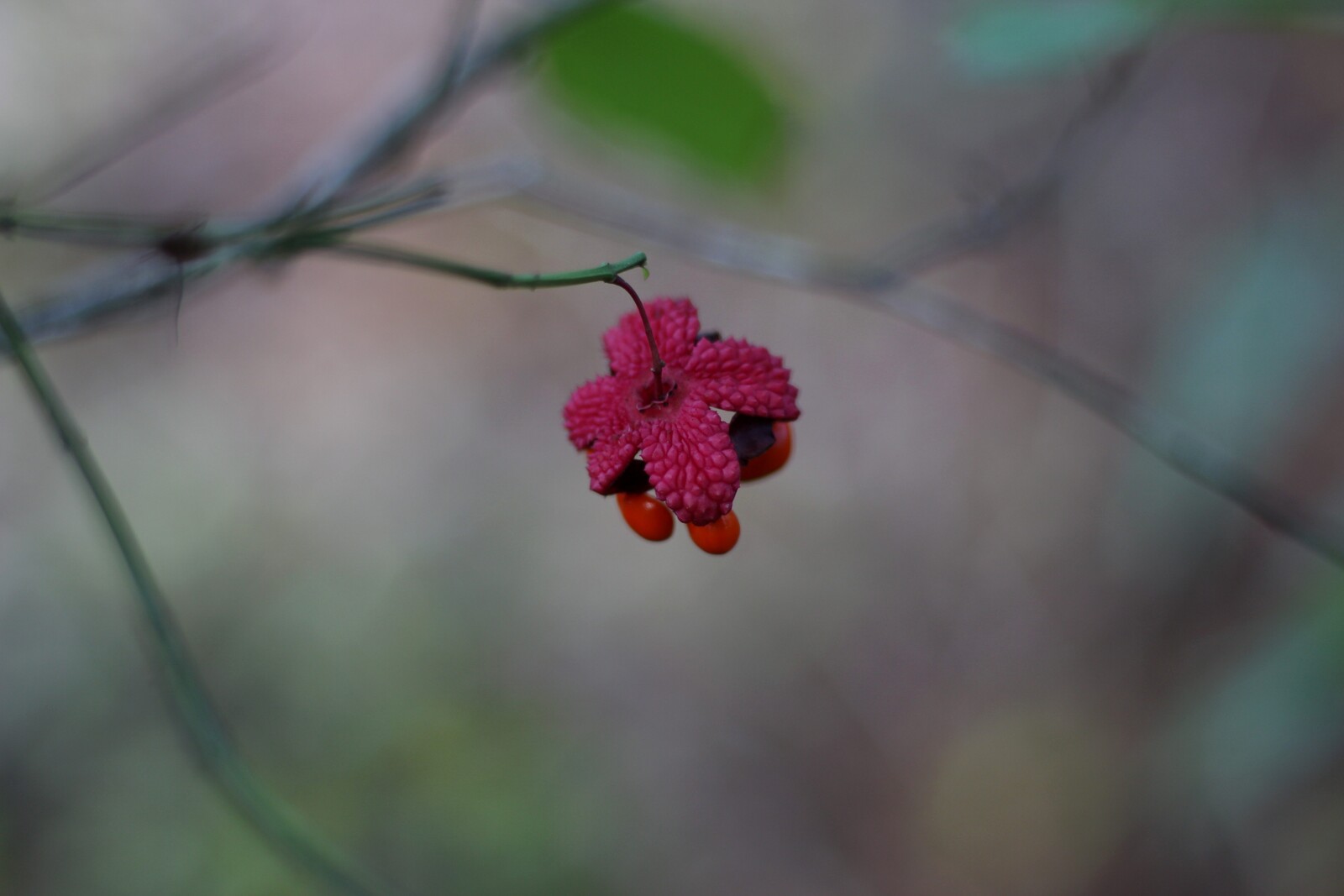 Strawberry bush fruit capsule open with red seeds