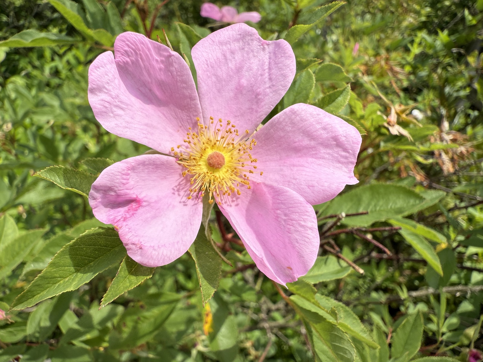 Swamp rose flower