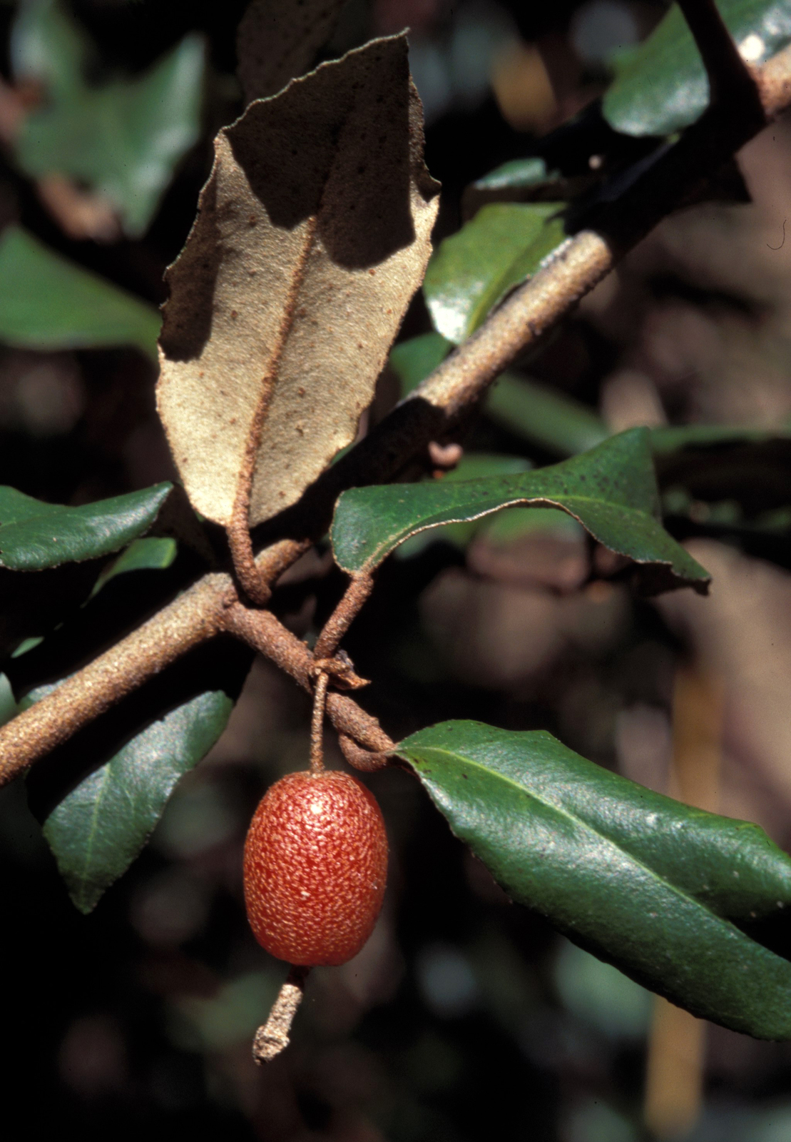 Thorny olive foliage