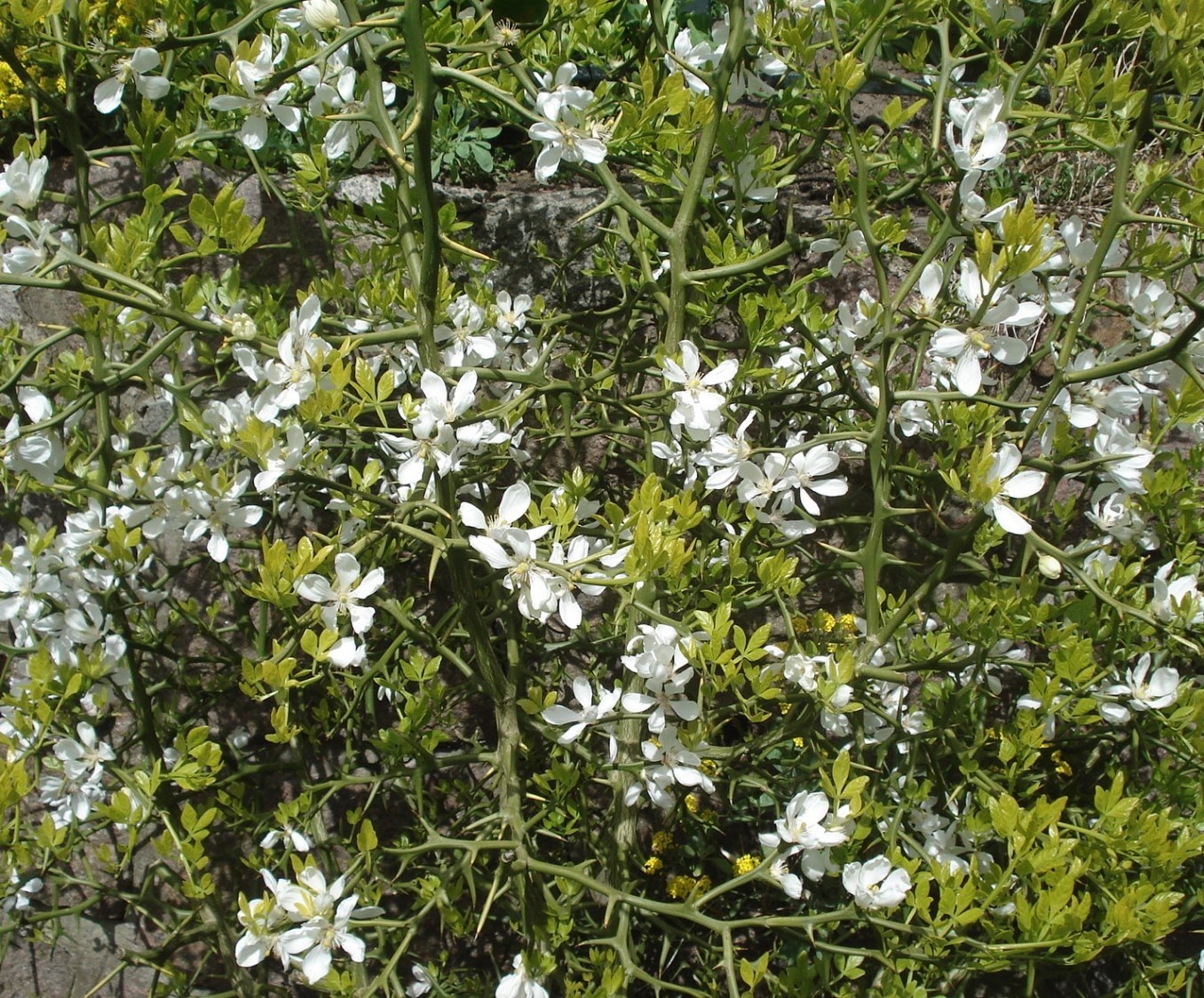 Trifoliate orange in flower