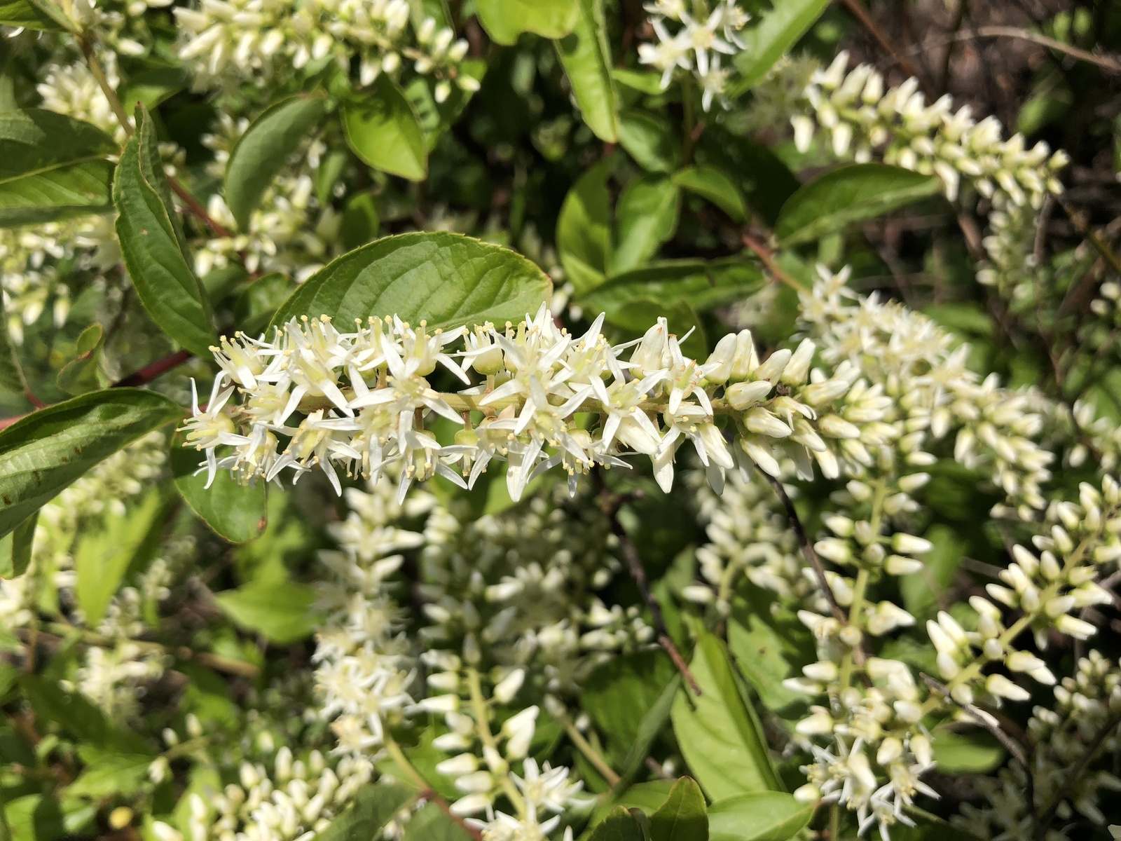 Virginia willow blooming