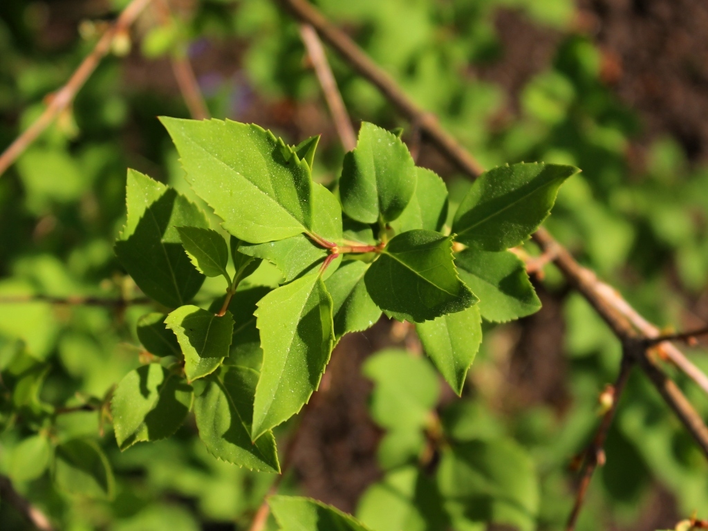 Weeping forsythia in spring