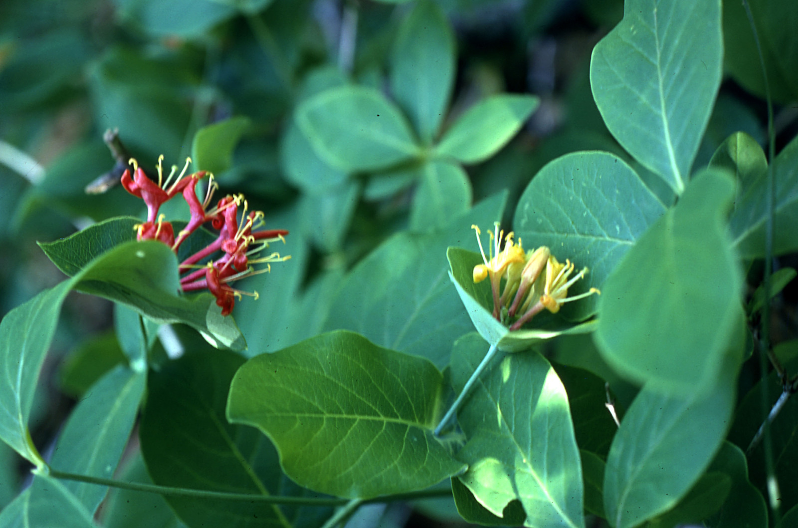 Wild honeysuckle flowers