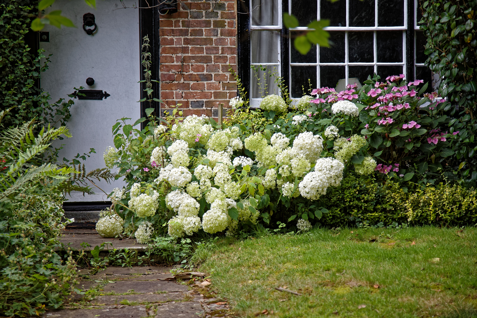 Wild hydrangea flower head