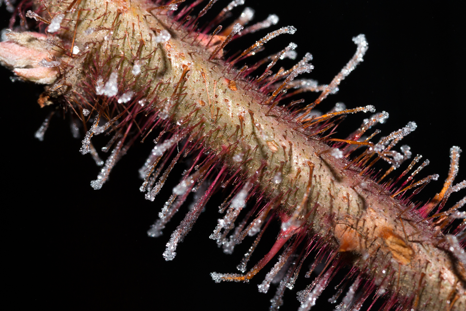 Wineberry stems with red glandular spines