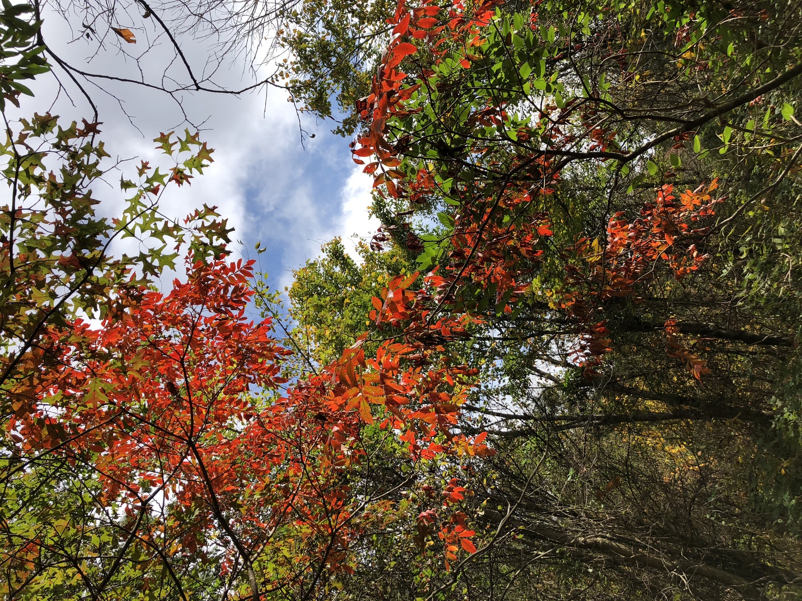 Winged sumac in autumn color