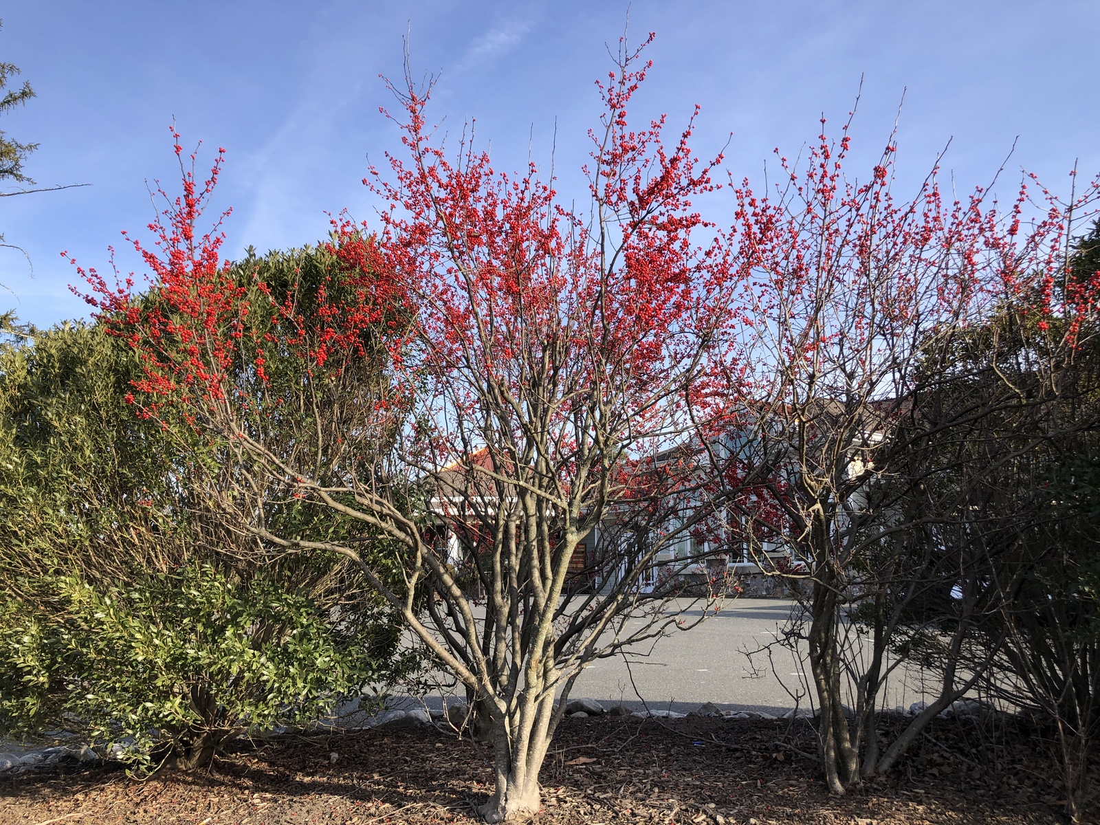 Winterberry shrub with fruit in winter