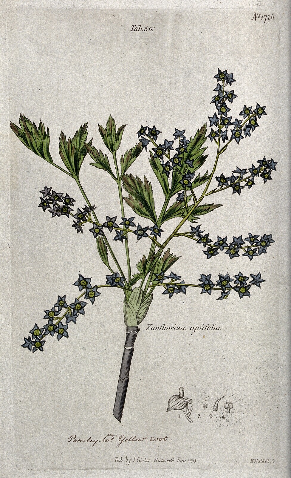 Yellowroot illustration showing flowering stem