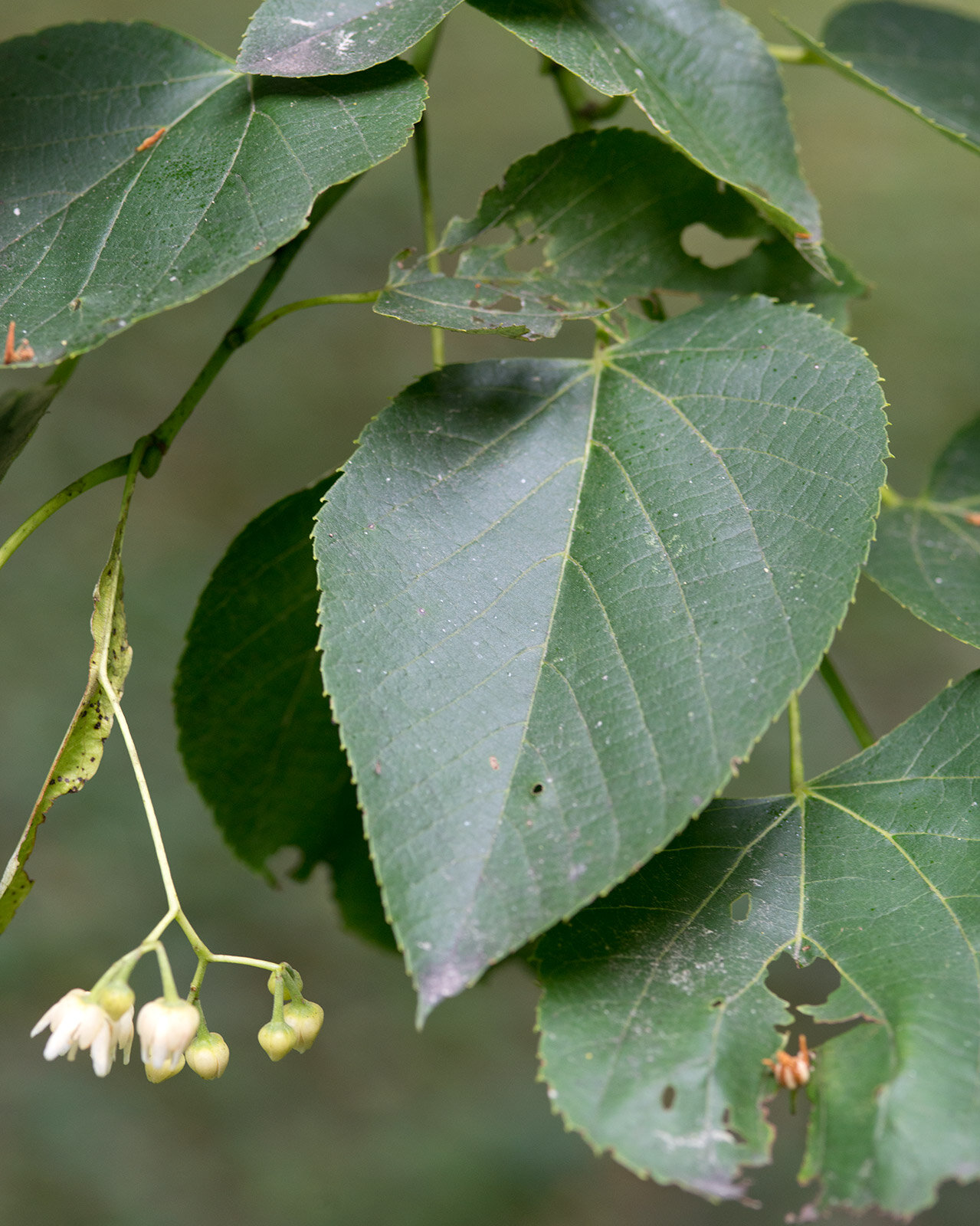 American basswood with heart-shaped leaves
