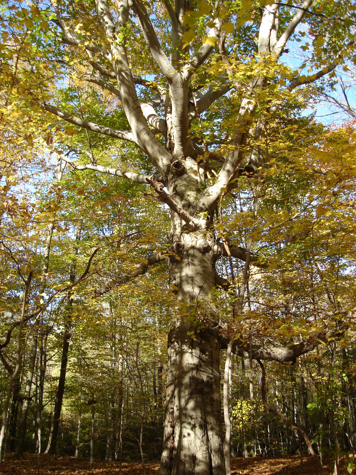 American beech tree with smooth gray bark