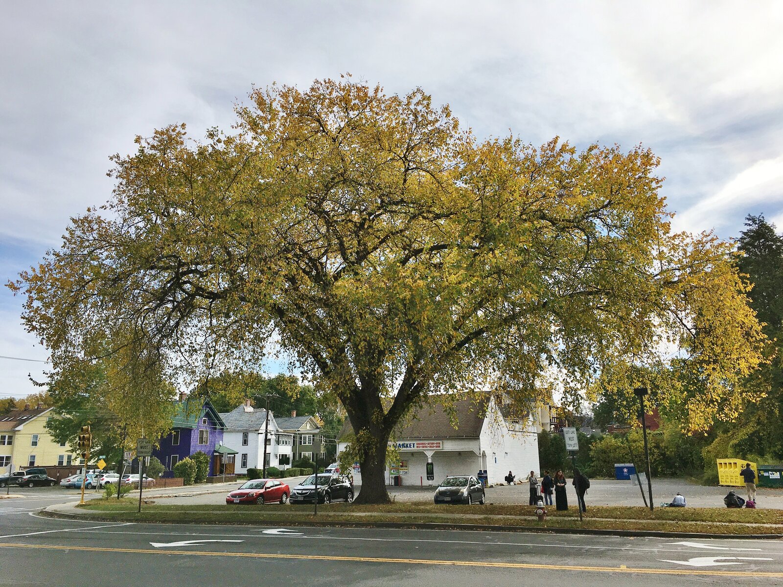 American elm with classic vase-shaped crown