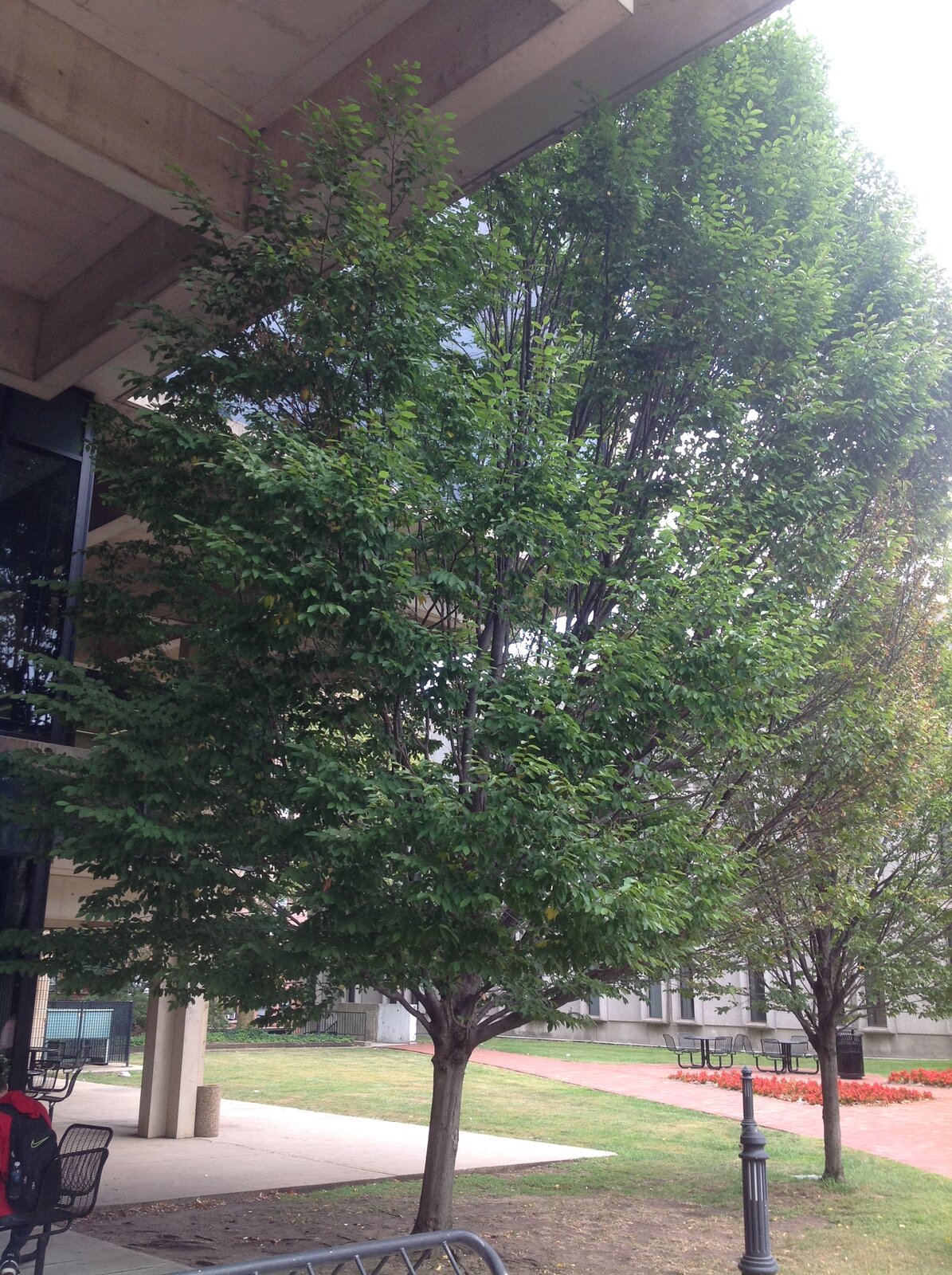 American hornbeam with smooth fluted muscle-like trunk