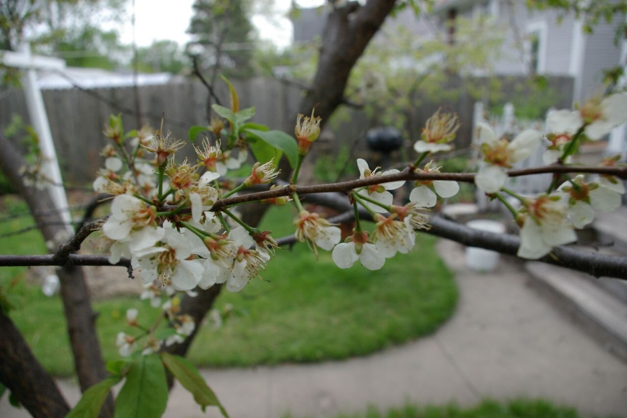 American plum with white flowers