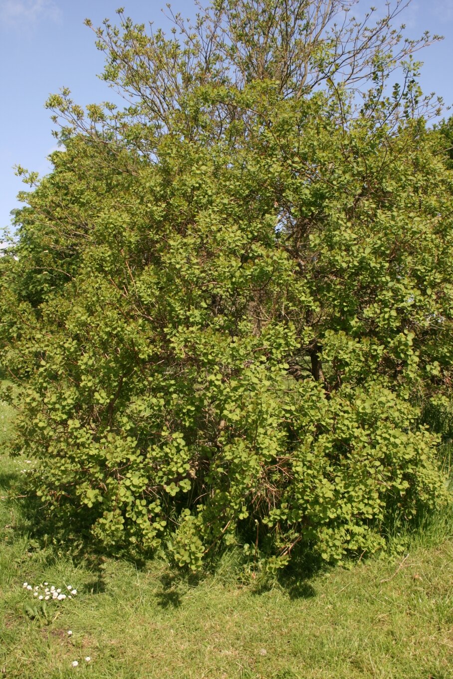 American smoketree with feathery seed plumes