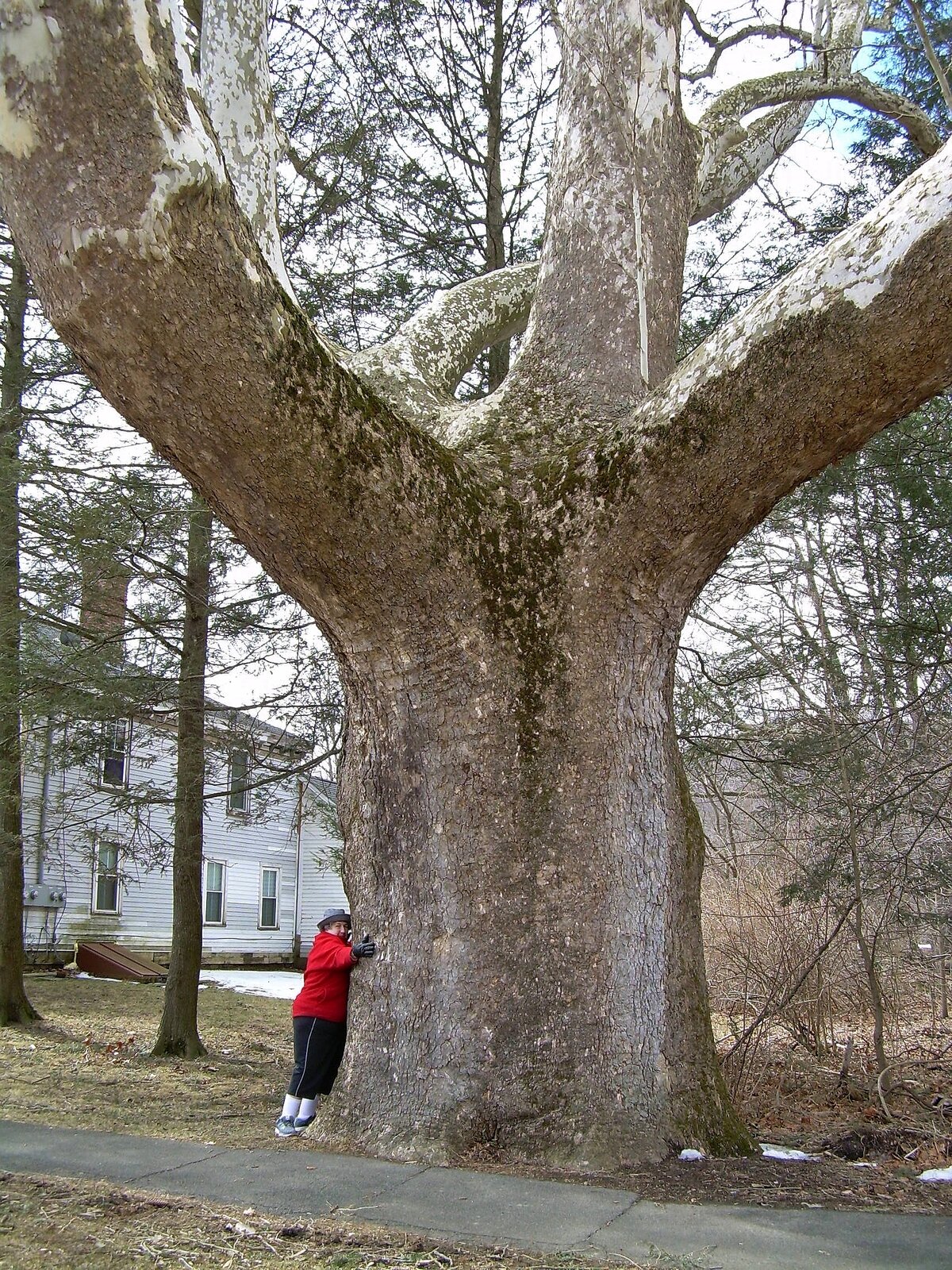 American sycamore with mottled white and cream bark