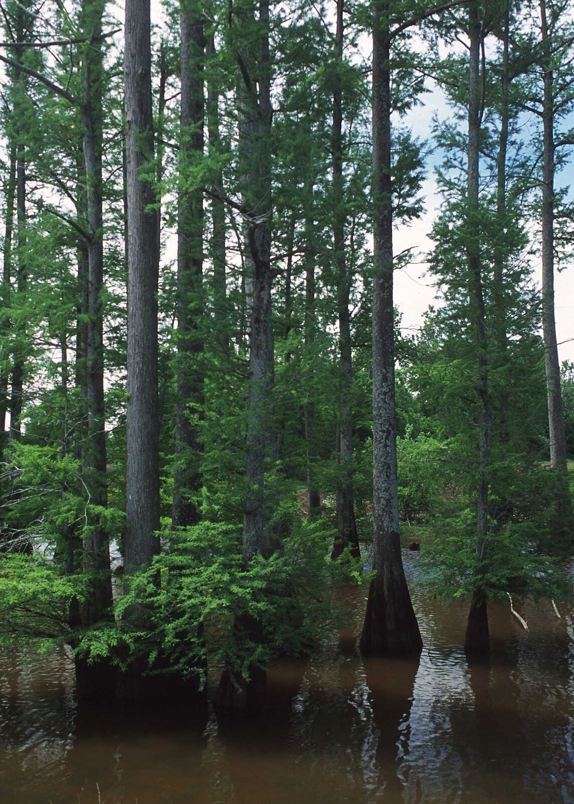 Bald cypress with feathery deciduous needles