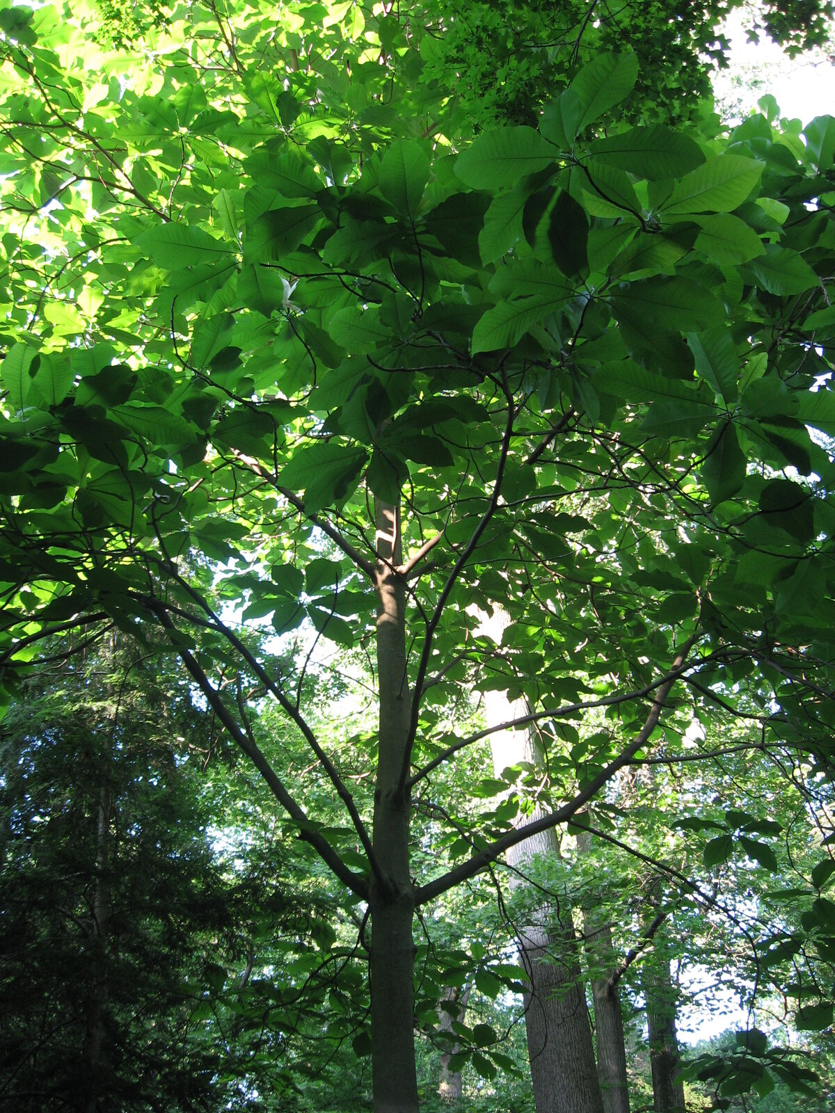 Bigleaf magnolia with very large leaves