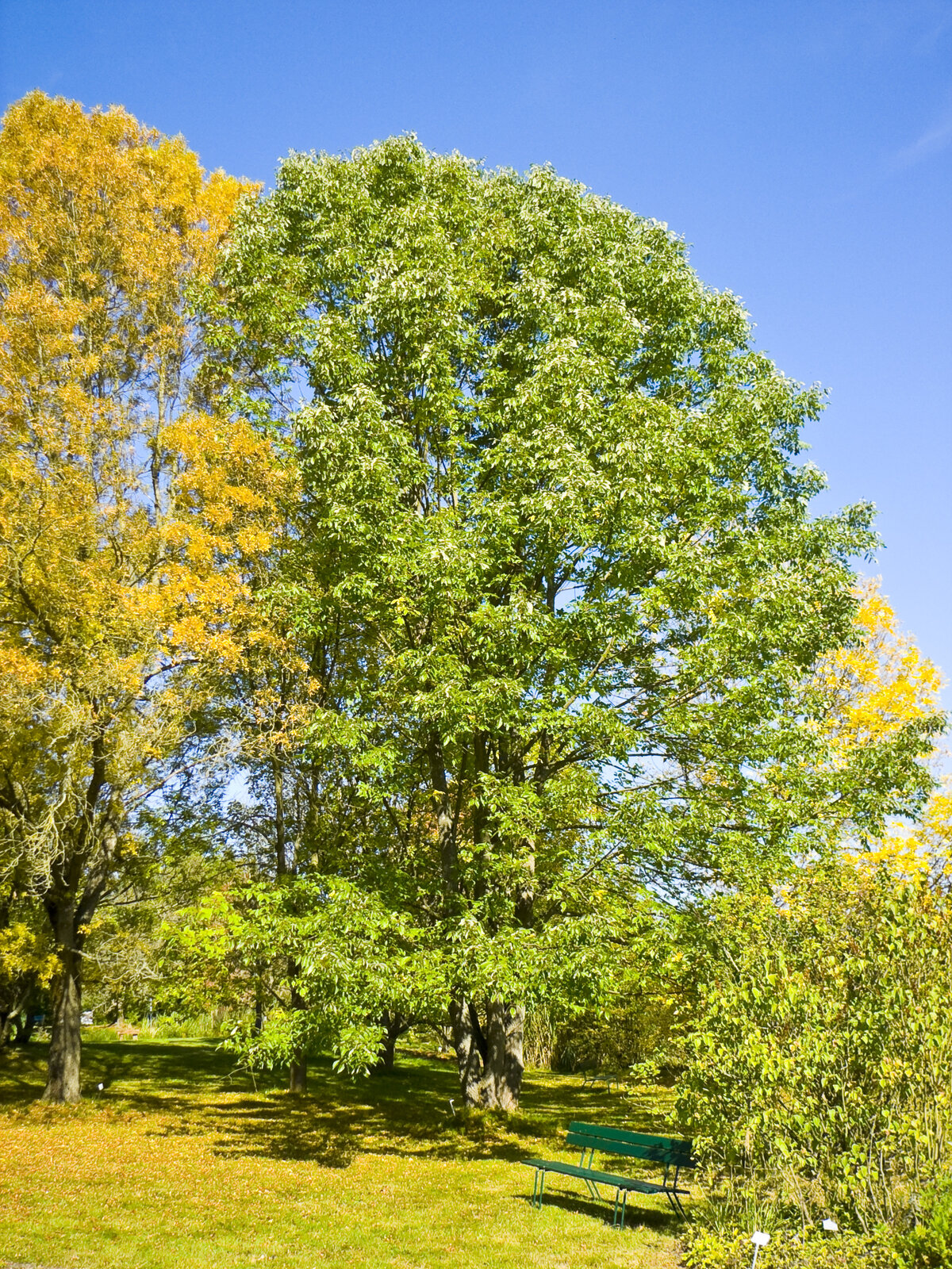 Biltmore white ash leaves