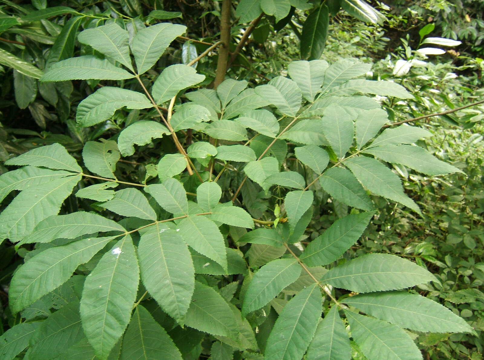Bitternut hickory with sulfur-yellow buds