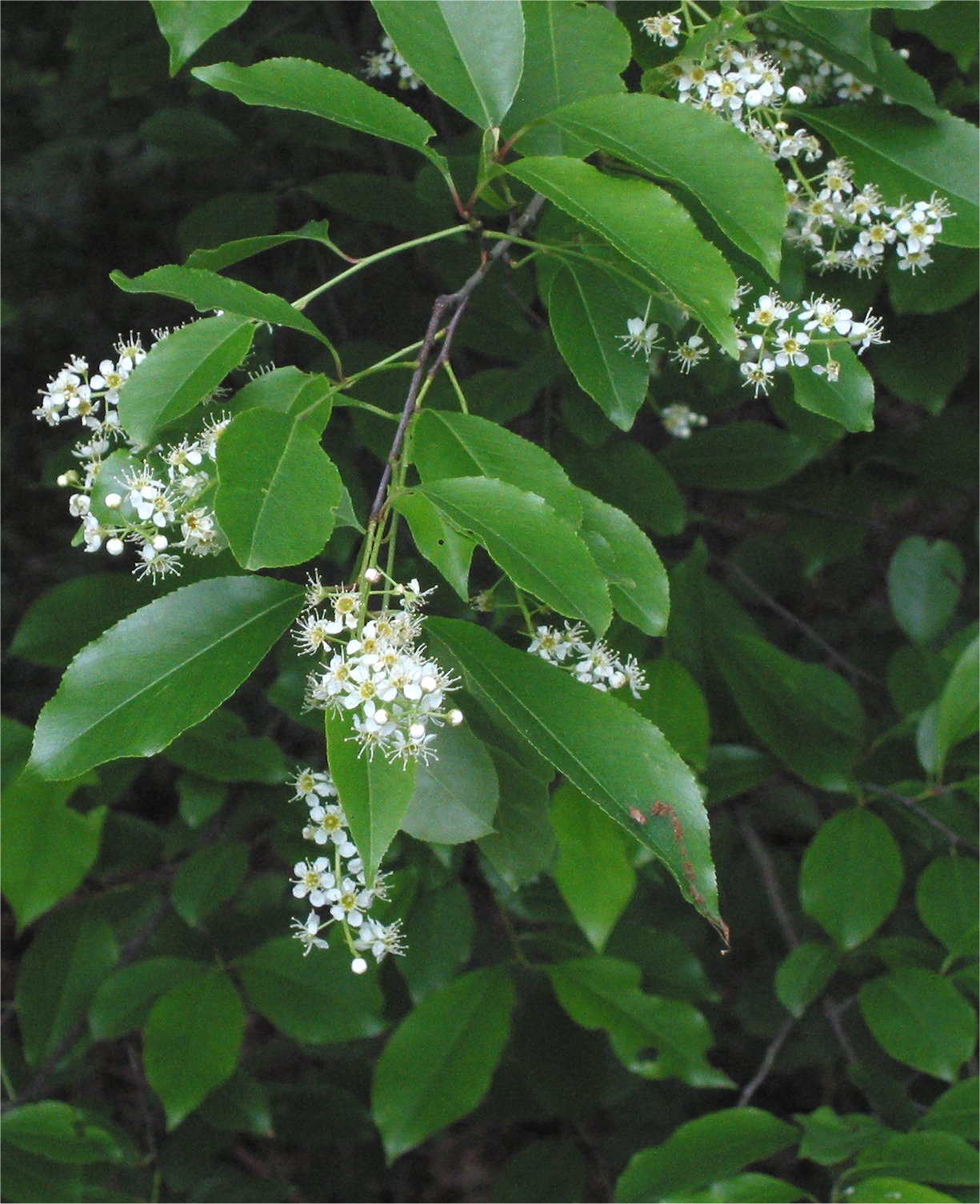 Black cherry leaves and fruit